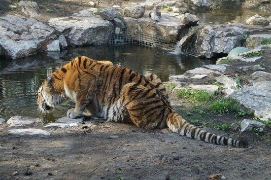 Nowe Zoo