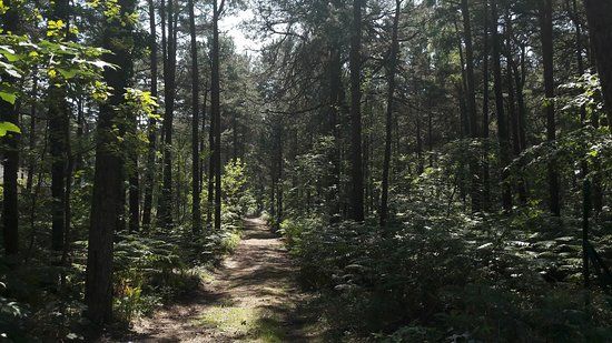 Ścieżka Przyrodnicza Żyzne Lasy z Orlicą