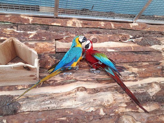 Papugarnia
