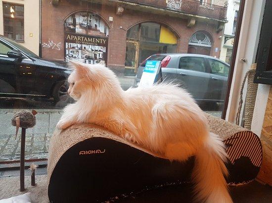 Neko Cafe